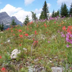 High Alpine Flowers