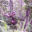 Challenging Terrain for Compass Navigation