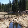 Canadian Survival Environment