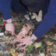 Preparing Birch Bark Tinder