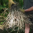 Signal Fire Twig Bundle