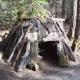Sapling Debris Shelter