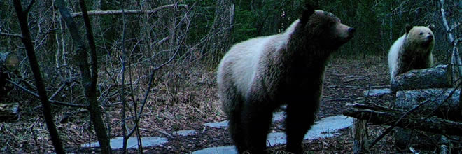 Two Curious Grizzly Bear Cubs, are you Ready to Encoounter a Bear?