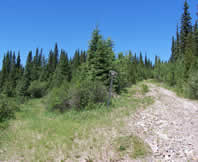 Old Logging Scar in the Rocky Mountains