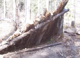 Survival Lean-to