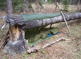 Fallen Tree Shelter
