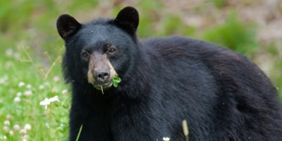 Black Bear, Cause of Many Fatal Encounters with Humans Black Bear, Cause of Many Fatal Encounters with Humans