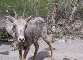 Encounter with a Possible Wildlife Threat