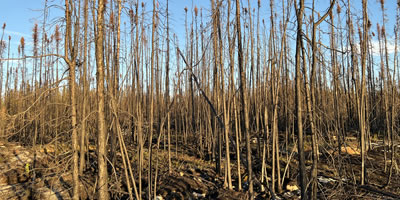 Fresh Forest Fire Burn in the Boreal Shield of Canada