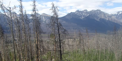 Old Forest Fire Burn in the Mountains of Canada