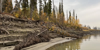 River Bank Damage on the Mackenzie River in the Northwest Territories in Canada