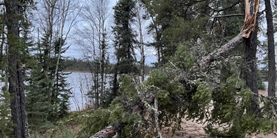 Wind Broken Evergreen Tree