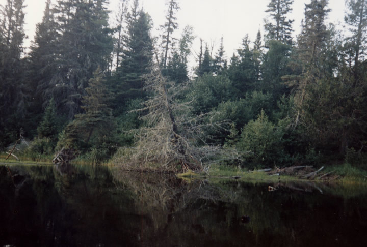 Bank of the Winnipeg River