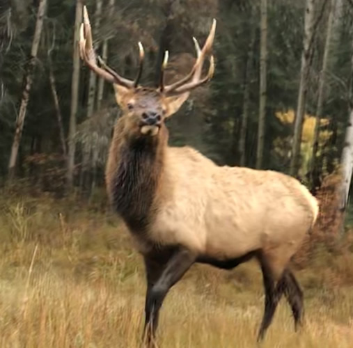 Bull Elk in Jasper National Park