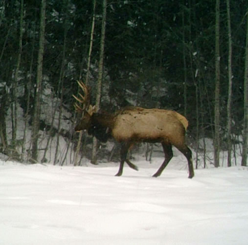 Bull Elk walking through snow