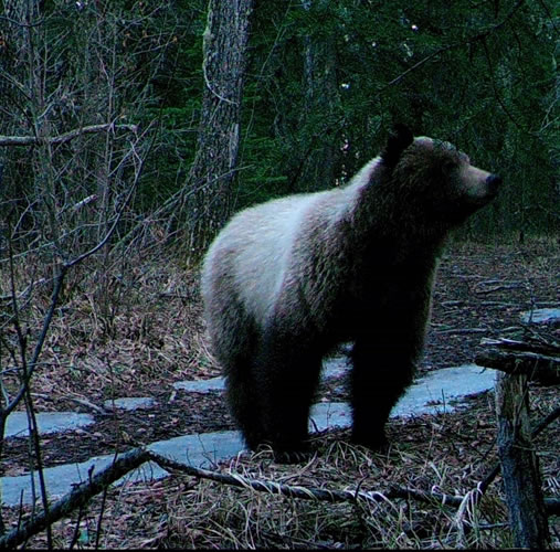 Grizzly Bear Yearling in the Rocky Mountains