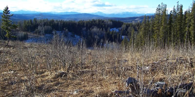 Old Logging Scar in the Rocky Mountains Old Logging Scar in the Rocky Mountains