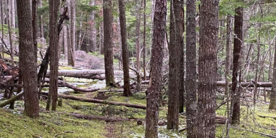 Temperate Canadian Rainforest Temperate Canadian Rainforest