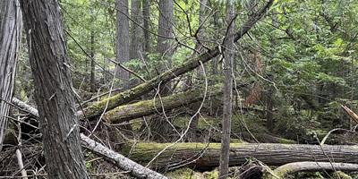 Inland Temperate Canadian Rainforest