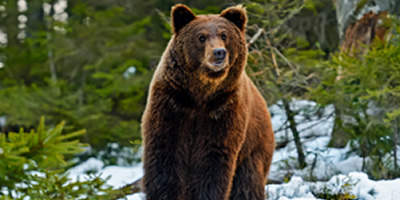 Grizzly Bear, Wildlife Threat