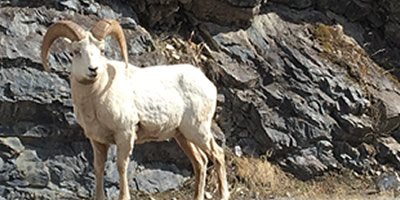 Bighorn Sheep, Possible Wildlife Threat